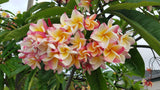 Willmatt - Buyplumerias.com Exclusive