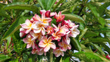 Willmatt - Buyplumerias.com Exclusive