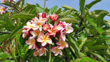 Willmatt - Buyplumerias.com Exclusive