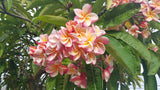 Willmatt - Buyplumerias.com Exclusive