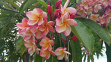 Willmatt - Buyplumerias.com Exclusive