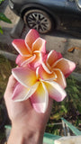 Willmatt - Buyplumerias.com Exclusive