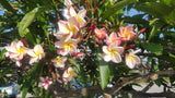 Willmatt - Buyplumerias.com Exclusive