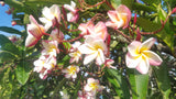 Willmatt - Buyplumerias.com Exclusive