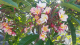 Willmatt - Buyplumerias.com Exclusive