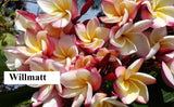 Willmatt - Buyplumerias.com Exclusive