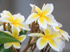 Yellow &amp; White Plumerias