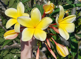 Aztec Gold plumeria with peachy fragrance boasting nearly all yellow petals with pink stripe on bottom