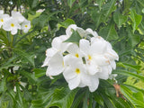Bridal's Bouquet (Plumeria pudica)