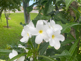 Bridal's Bouquet (Plumeria pudica)