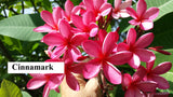 Cinnamark- Cool Pink