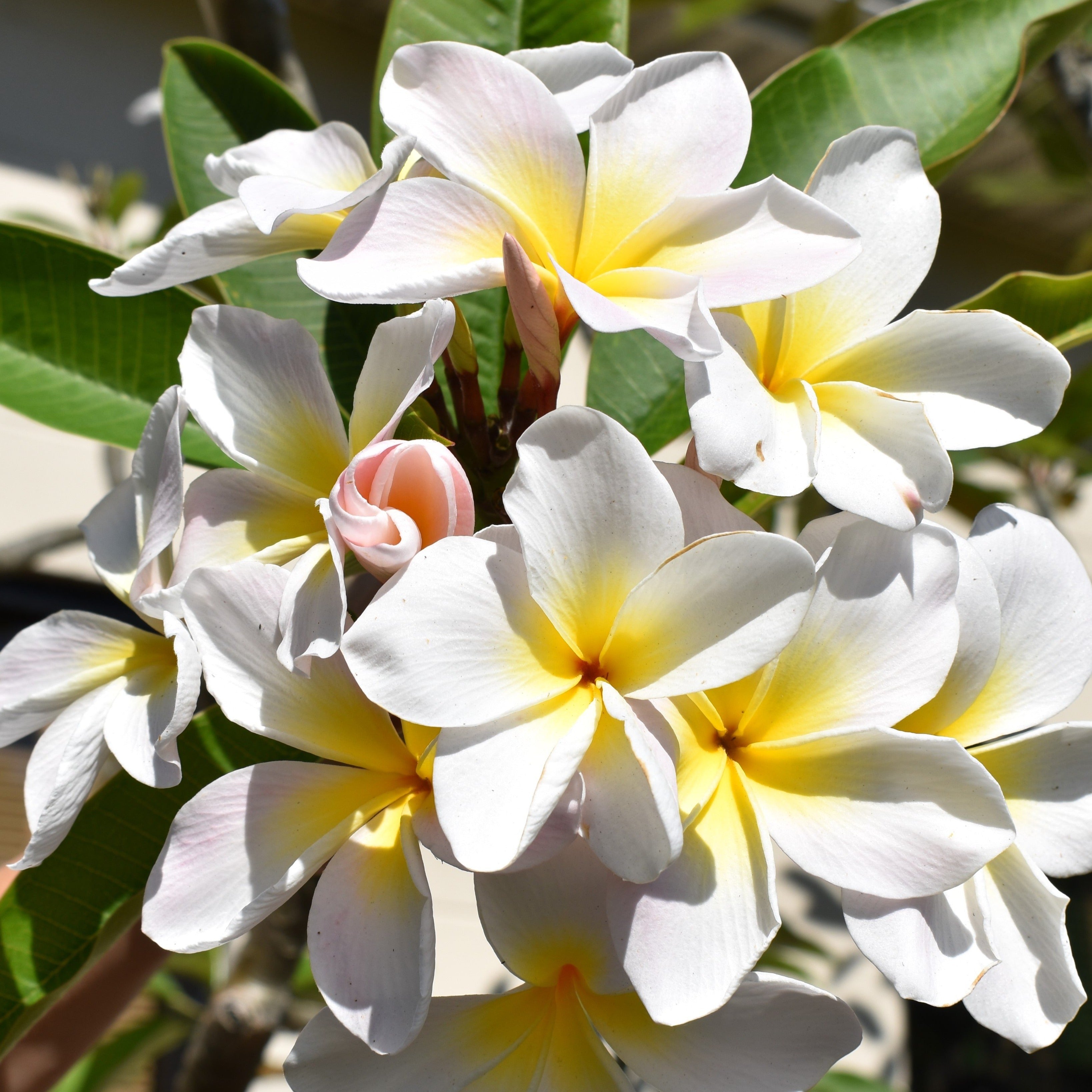 ヘザーブラウン　ジクレー　Yellow Plumeria Holy smokes I saw amazing yellow Plumeria flowers so