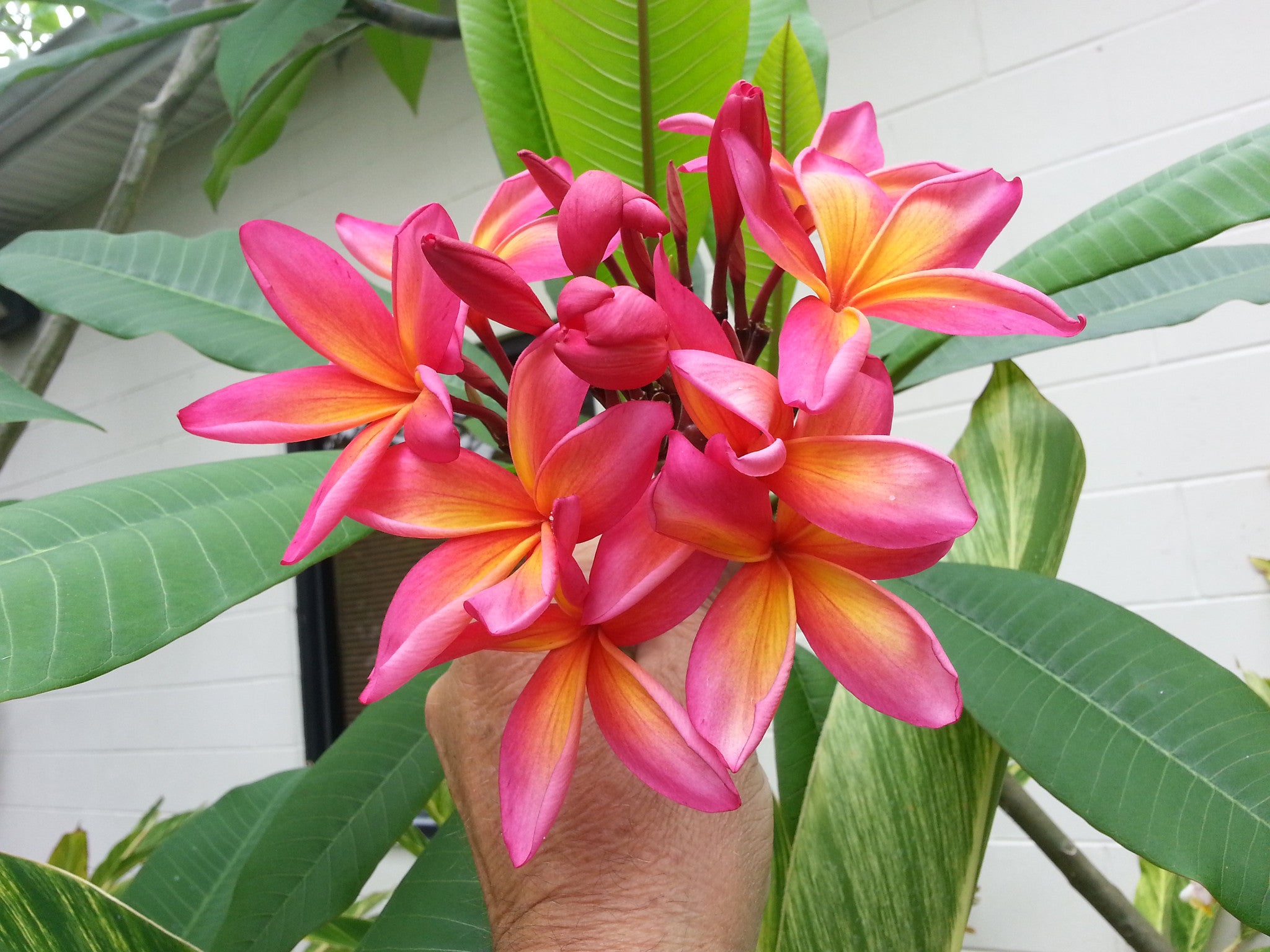 ぴーすけKauka Wilder/ Hawaiian Plumeria Frangipani Kauka Wilder - Plant Hawaii