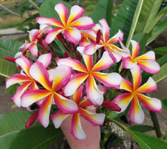 プルメリア　Petit Rainbow Lei Rainbow – BuyPlumerias.com