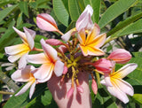 Mark #5 [plumeria with burnt orange center and pink outer edges!