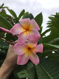 Maui Beauty