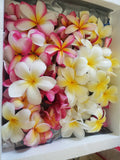 Plumeria Flower Mixed Assortment- Available Late March- Early September