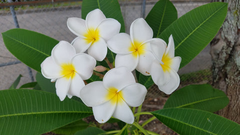 Plumeria rubra 'Samoan Fluff' - ('Tahitian White') — Vintage Green