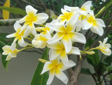 Sunshine plumeria one of the earliest to bloom each spring