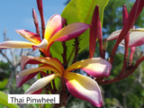 Thai Pinwheel